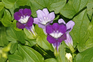 Asarina scandens