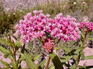 Asclepias incarnata