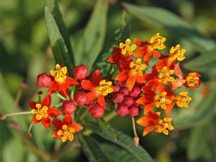 Asclepias curassavica