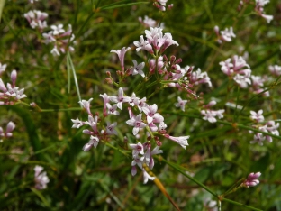 Asperula cynanchica