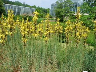 Asphodeline lutea