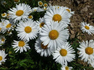 Aster alpinus 'Albus'