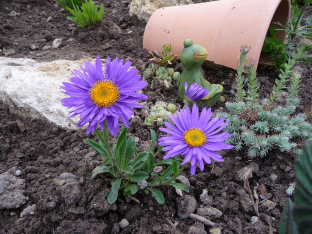 Aster alpinus 'Dunkle Schoene'