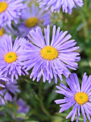 Aster alpinus 'Light Blue'