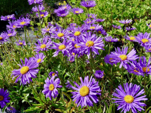 Aster alpinus (Mischung)
