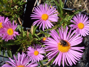 Aster alpinus 'Pinkie'