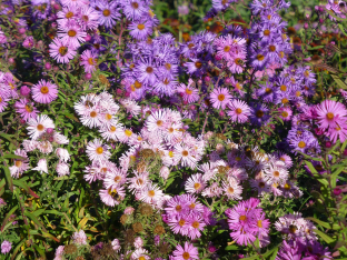 Aster novae-angliae (Mischung)