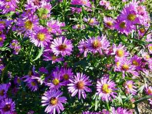 Aster novi-belgii (Neue Hybriden)