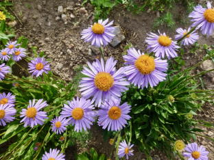 Aster tongolensis 'Wartburgstern'