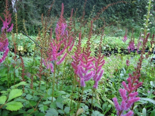 Astilbe chinensis