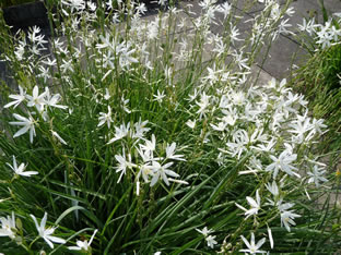 Anthericum liliago