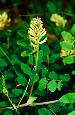 Astragalus glycyphyllos