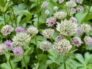 Astrantia major