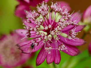 Astrantia major 'Rosea'