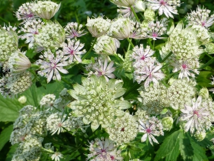 Astrantia major