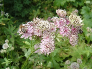 Astrantia major 'Rosea'