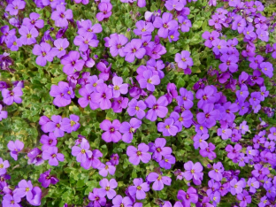 Aubrieta 'Royal Blue'