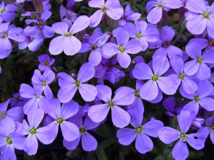 Aubrieta 'Royal Blue'