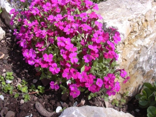 Aubrieta 'Royal Red'