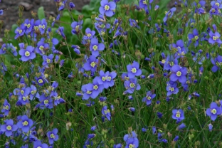 Heliophila longifolia