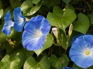 Ipomoea 'Clarks Heavenly Blue'