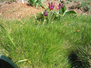 Festuca gautieri ssp. scoparia