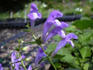 Scutellaria baicalensis