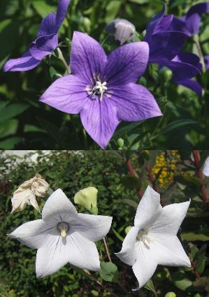 Platycodon grandiflorus 'Mischung'