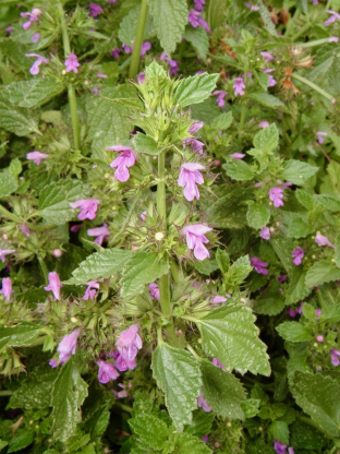Ballota nigra