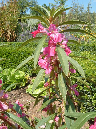 Impatiens balsamina 'Tom Thumb Mix'