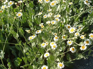Tanacetum balsamita