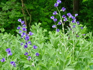 Baptisia australis