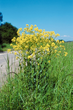 Barbarea vulgaris