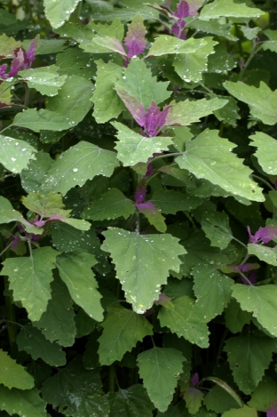 Chenopodium giganteum