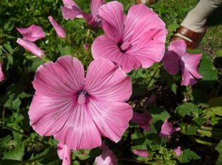 Lavatera trimestris 'Silver Cup'