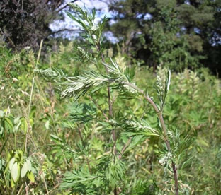 Artemisia vulgaris