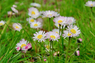 Bellis perennis