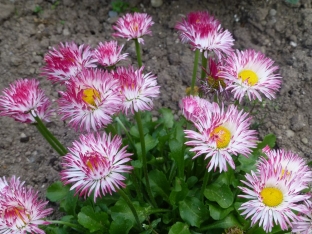 Bellis perennis 'Gefuellte Mischung'