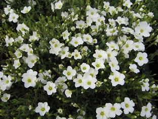 Arenaria montana