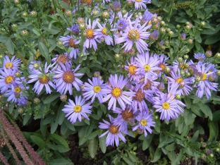 Aster amellus (Wildform)