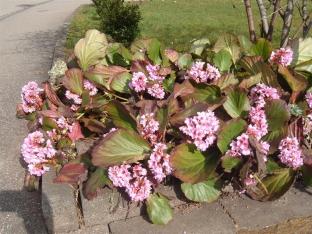 Bergenia cordifolia