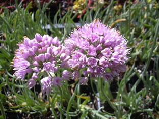 Allium senescens ssp. montanum