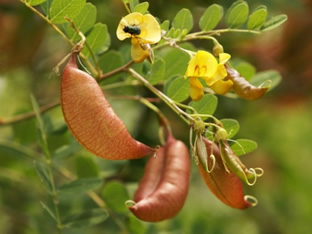 Colutea arborescens