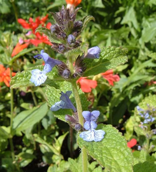 Nepeta clarkei