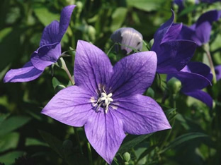 Platycodon grandiflorus 'Mariesii'