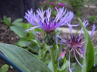 Centaurea montana