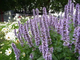 Agastache rugosa