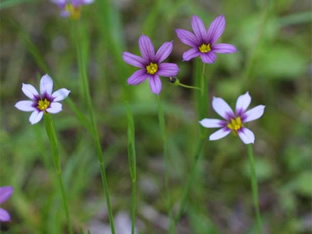 Sisyrinchium angustifolium