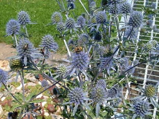 Eryngium planum