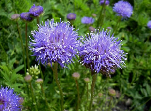 Jasione laevis